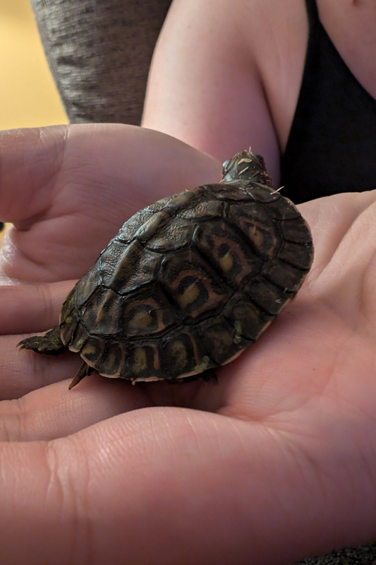 Baby turtle being held in girls hands